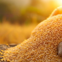 WHOLESALE BROKEN RICE PURE CLEAN FRAGRANT