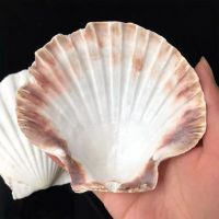 NATURAL SCALLOP SHELLS FOR DECORATION AND SEAFOOD USE