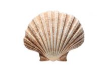PREMIUM SCALLOP SHELLS CLEAN LABEL FROM VIETNAM