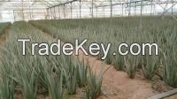 Organic Aloe Vera Leaves and Gel