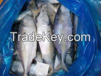 RIBBONFISH,YLLOW CROAKER,SILVER CROAKER,INDIAN MACKEREL,SQUID, CUTTLE FISH ETC.....