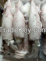 RIBBONFISH, YELLOW CROAKER, SILVER CROAKER, INDIAN MACKEREL, SQUID, CUTTLE FISH ETC.....