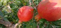 Fresh Pomegranates