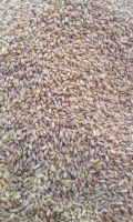Quality Wheat Seeds Organic Wheat Seeds