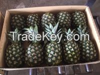 FRESH PINEAPPLE MD2