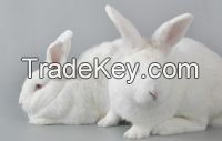 Wright Rabbits new Zealand white meat rabbits