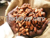 Best Quality Cocoa Beans