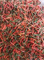 Vietnam red chili pepper export products
