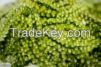 Sea Grapes