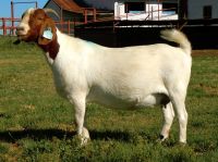 Healthy Full Blood Life Boer Goats For Sale