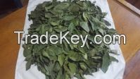 bay leaf