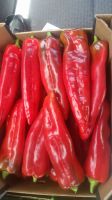 KAPIA PEPPERS