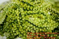 Sea Grapes