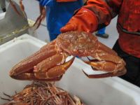 https://www.tradekey.com/product_view/Atlantic-Red-King-Crab-9125931.html