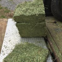  Premium Grade A Alfalfa Hay, Timothy Hay , Animal feed 