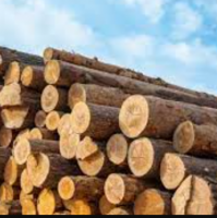 Timber wood