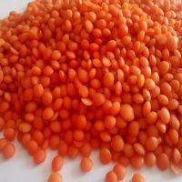 High Quality Red Split Lentil