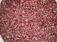 grade A Kidney Beans for sale