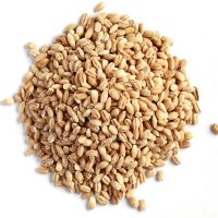 High Quality Barley, Feed Barley, Barley for Animal and Human Consumption for sale