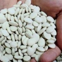 Dry Lima Beans Large White Lima Bean for sale 