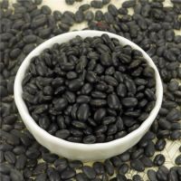 Fresh Crop Black Kidney Beans With Good Quality 