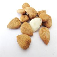 Good quality Apricot Kernels for sale