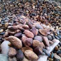 Quality Dried Cocoa Beans  for sale