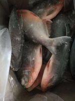 Frozen Red Pacu Whole round or Frozen Red Pomfret