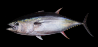 Maldivian Tuna, Bonito