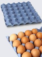 Paper Egg trays