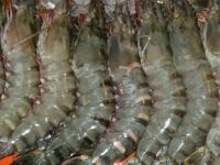 Frozen Seafood PDTO IQF Black Tiger Prawn