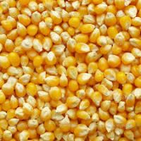 Yellow Corn