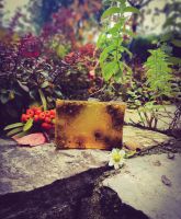 CAMOMILE SOAP