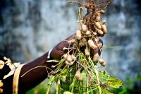 groundnut/peanut/monkey nut