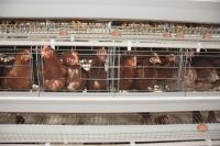 Automatic A type chicken cage system