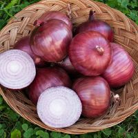 Super Quality Fresh Onion