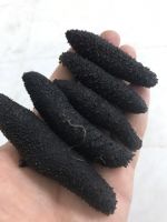 sea cucumber