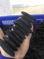 Dried Sea Cucumber