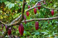 Cocoa beans