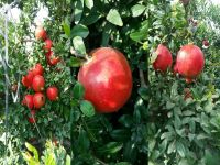 Fresh Pomegranates