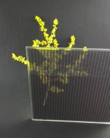 90 Watt 20% transparent amorphous silicon thin film solar panel()ASG090)