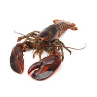 https://www.tradekey.com/product_view/Alive-Maine-Lobsters-9143913.html