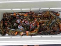 Alive Maine Lobsters
