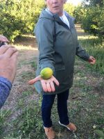 Lemon 