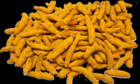 Turmeric Finger (Curcumin Longa)