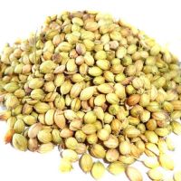 Coriander Seed