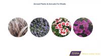 https://fr.tradekey.com/product_view/Annual-Plants-amp-amp-amp-amp-Annuals-For-Shade-By-Terra-Greenhouses-9158905.html