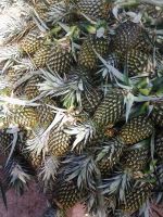 FRESH PINEAPPLE VIETNAM