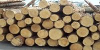 Southern yellow pine wood logs