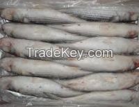 HIGH QUALITY FROZEN GREY MULLET FISH